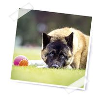 Brit Care Functional Snack Recovery para perros - Imagen 7