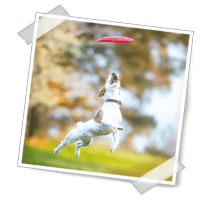 Brit Care Functional Snack Endurance para perros - Imagen 7