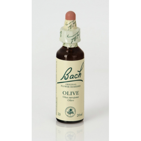 BACH 23 OLIVE
