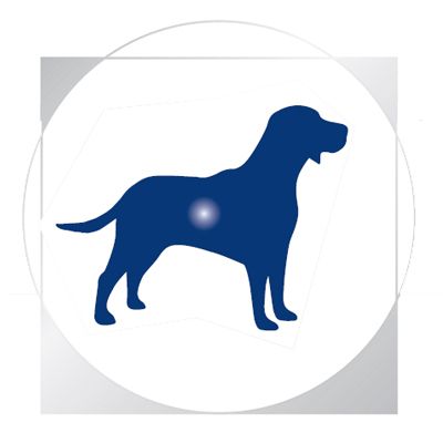 Royal Canin Diabetic Special Low Carbohydrate 12×410 gr, - Imagen 4