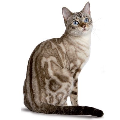 Royal Canin Feline instinctive in gravy 85gr x 12 sobres - Imagen 3