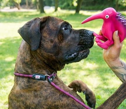 Juguete Látex Kiwi Nurse - Imagen 5