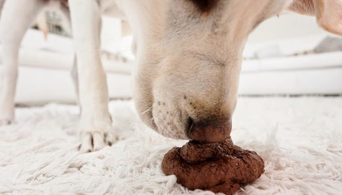 Suplemento Coprovet Stangest para perro y gato - Imagen 3