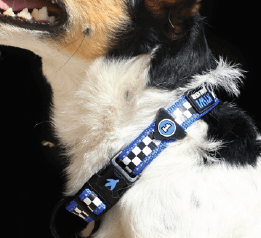 Kiwi Racing Collar para perro 4 Modelos - Imagen 5