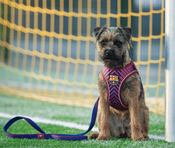 Correa corta del FC Barcelona - Imagen 4