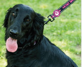 Kiwi Dog Leash correa para perro 5 Modelos - Imagen 7