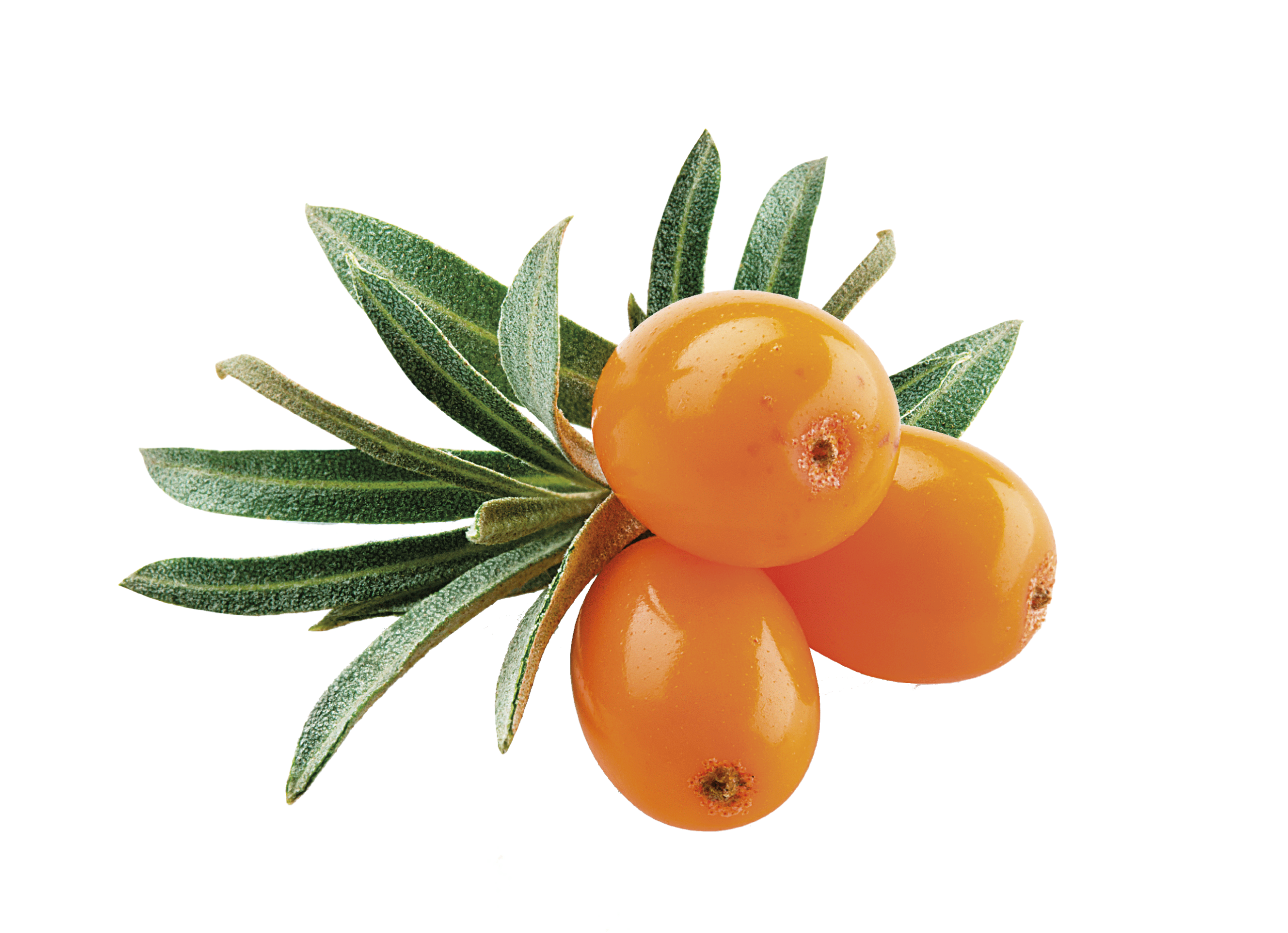 Brit Care Functional Snack Recovery para perros - Imagen 3