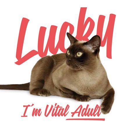 Brit Care Cat Lucky Vital para gatos adultos - Imagen 5