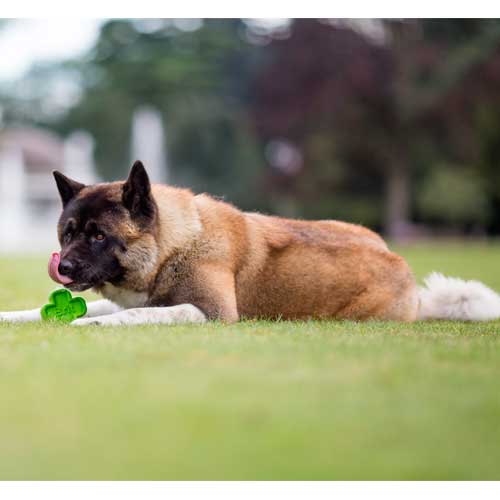 Juguete mordedor Brit en forma de perro - Imagen 3