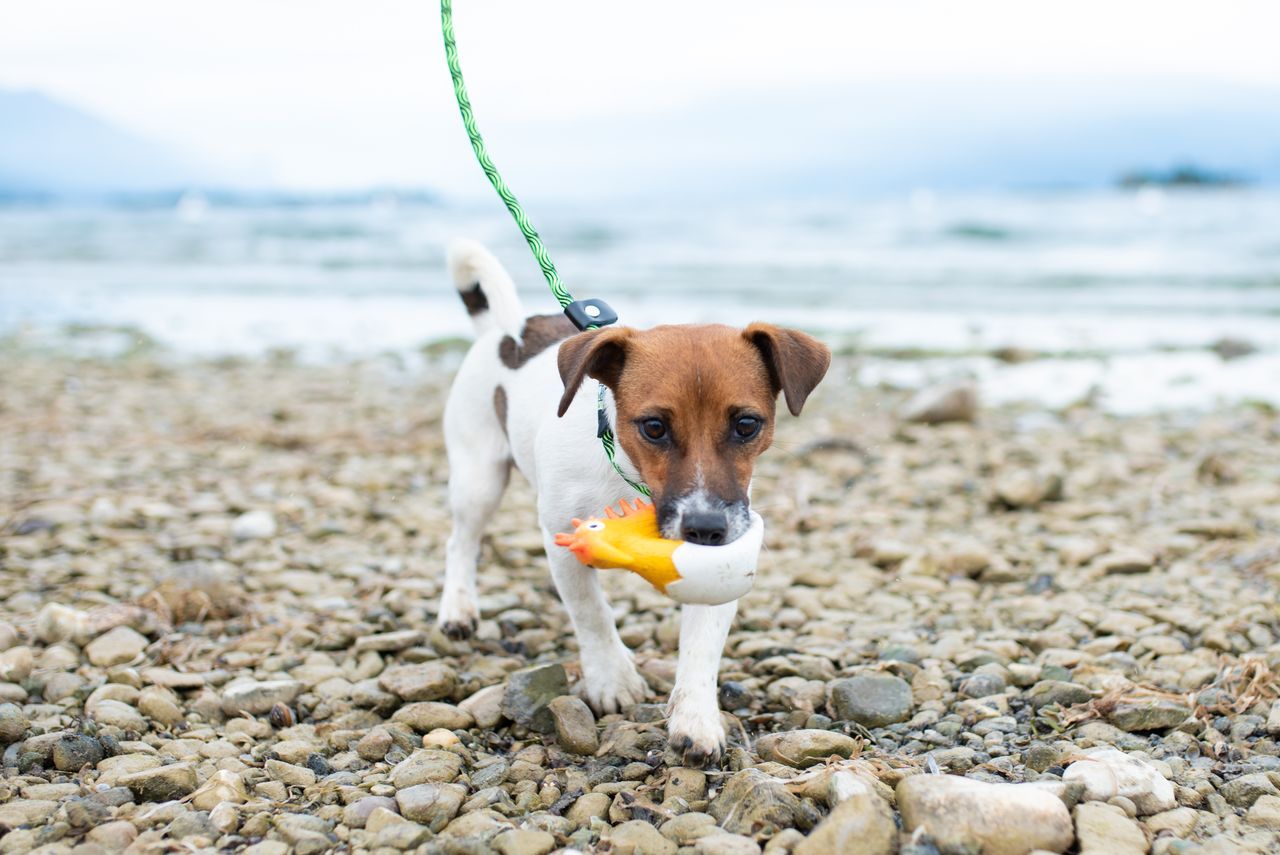 Juguete Látex Kiwi Whistle Fórmula - Imagen 4