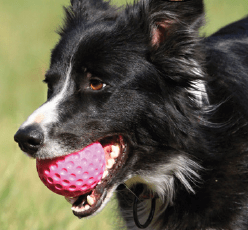 Kiwi Walker Pelota Let’s Play and Glow Brilla en la ocuridad - Imagen 5