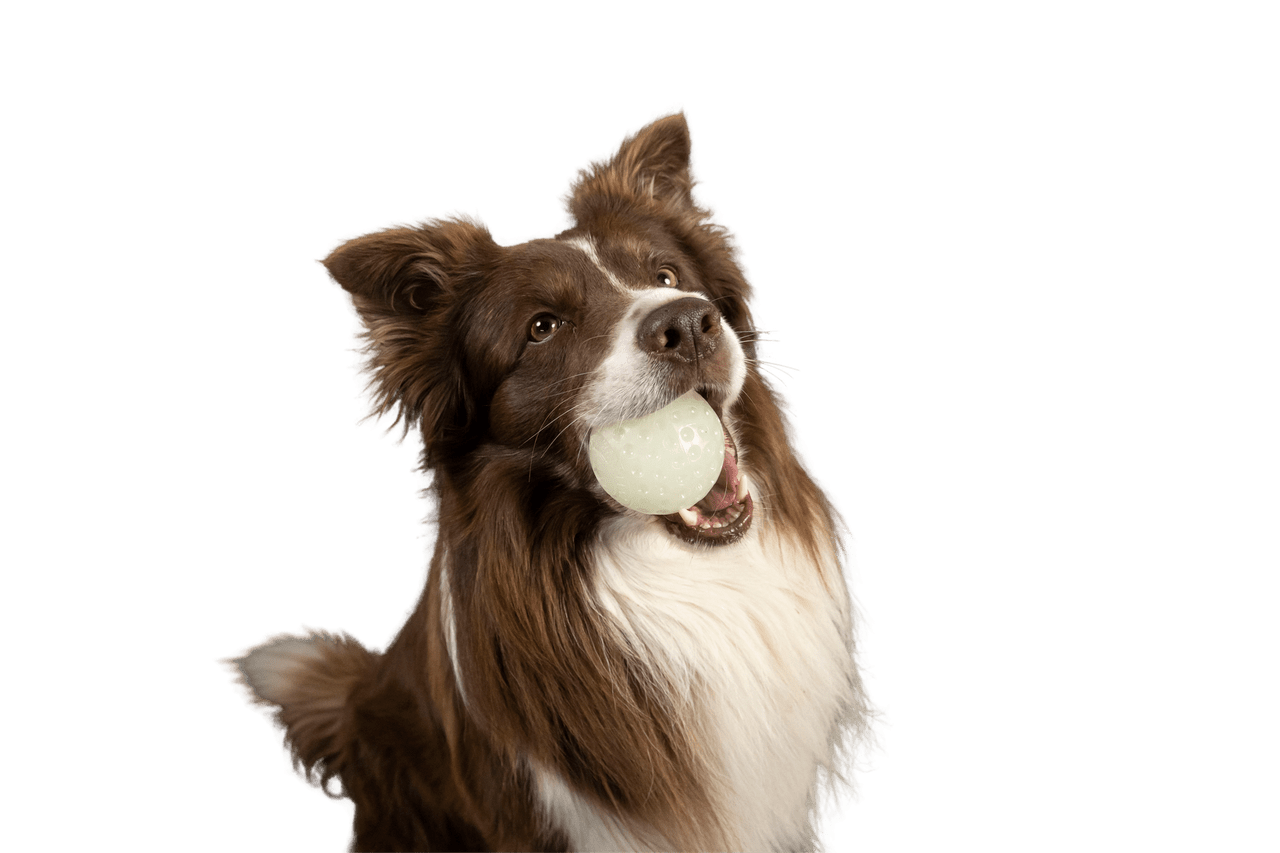 Kiwi Walker Pelota Let’s Play and Glow Brilla en la ocuridad - Imagen 3