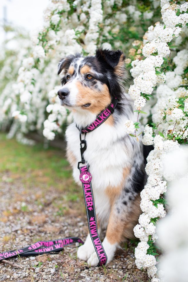 Kiwi Dog Leash correa para perro 5 Modelos - Imagen 3