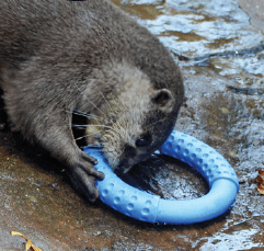 Kiwi Ring juguete para perro - Imagen 5