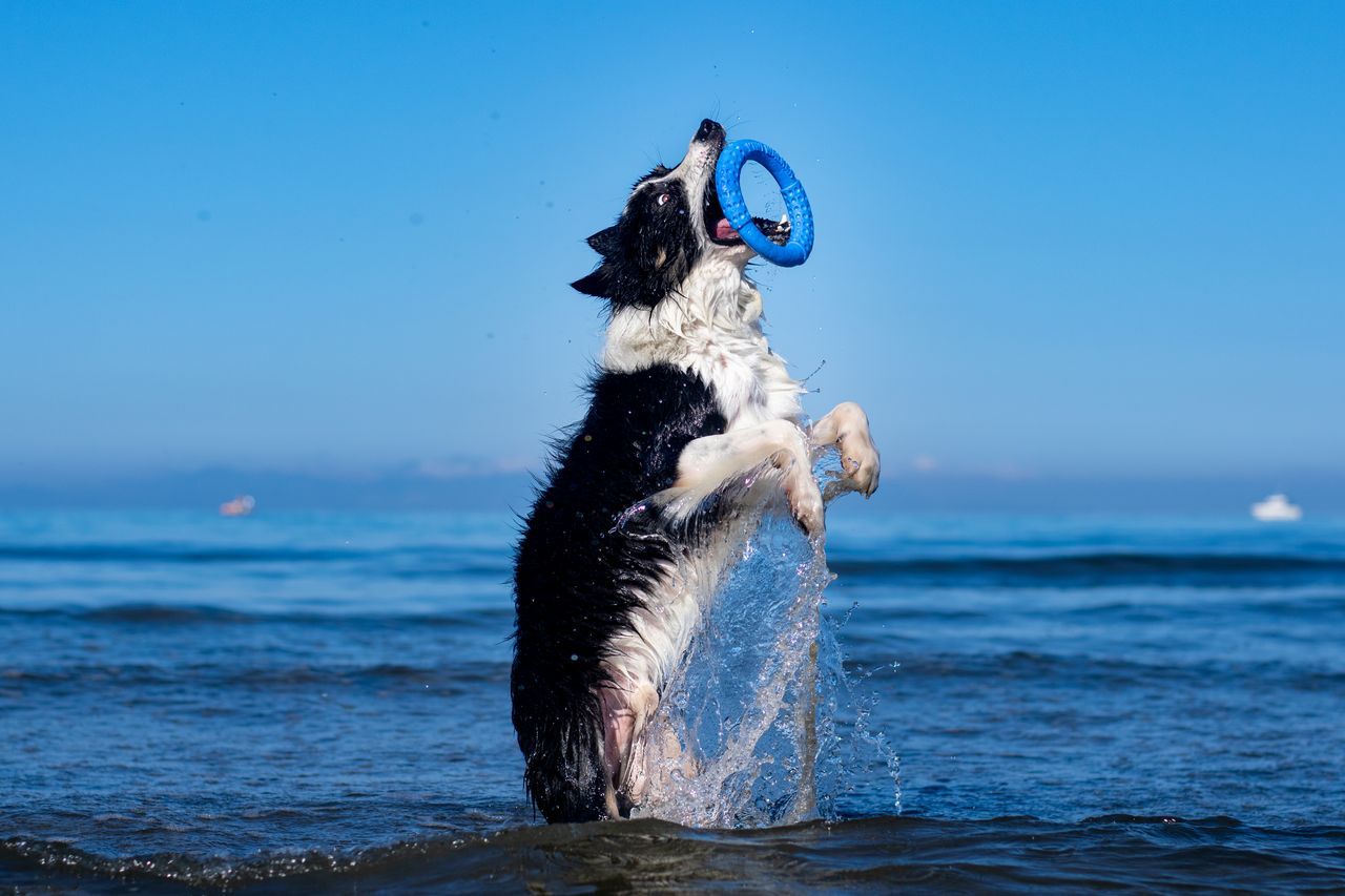 Kiwi Ring juguete para perro - Imagen 3